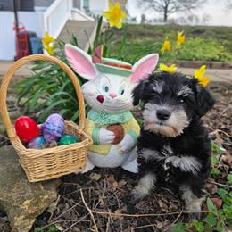 Miniature Schnauzer Puppies for Adoption in Urbana, oh
