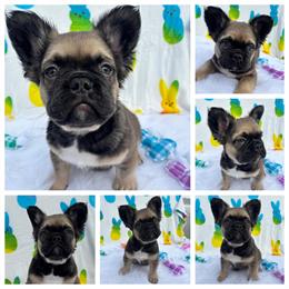 Fluffy French Bulldog Puppies Ready for Forever Homes in Sayreville, nj
