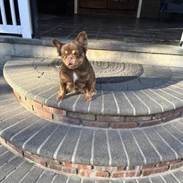 Fluffy Male French Bulldog Rojo Available Now in Sayreville, nj