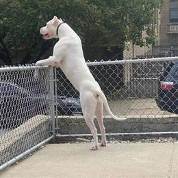 Dogo Argentino Puppies from Top Bloodlines - Guardians, Hunters, Family Dogs in Panama City, fl