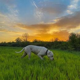 Dogo Argentino Male Puppy from Top Bloodlines Available Now in Panama City, fl