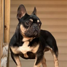 Australian Shepherd Black Tri Stud Service Available in Hickory, nc