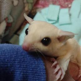 Sugar Glider Babies Available for Loving Homes in Gulfport, ms
