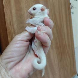 Leucistic Sugar Glider Baby Girl Seeking Loving Home in Gulfport, ms