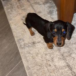 Miniature Dachshund Female Available in Hickory, nc