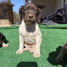 German Shorthaired Pointer Puppies AKC Registered Ready for New Homes in Hickory, nc