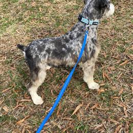 Merle Miniature Schnauzer - 2 Years Old in Hickory, nc