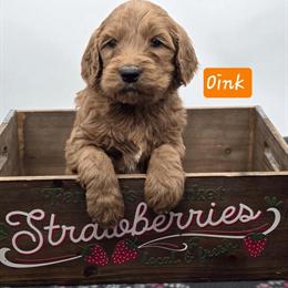 F1 Medium Size Goldendoodle Puppies Ready Mid-April in Eau Claire, wi