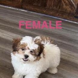 Female Shih Tzu Puppy - 15 Weeks Old, Vet Checked in Battle Creek, mi