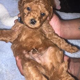 Mini Goldendoodles Available - Ready March 25th in Bessemer, al