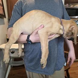 English Mastiff Puppies Ready for Forever Homes in Lorain, oh