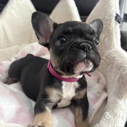 8 Week Old Female French Bulldog Puppies for Sale in Bartlett, il