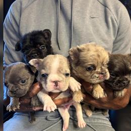 Fluffy Puppies Available - 1 Female and 3 Males Ready in Eastpointe, mi