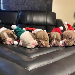 Micro Bully Puppies in Chocolate in Eastpointe, mi