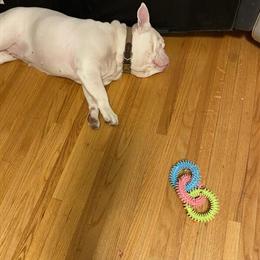 Albino Female Miniature English Bulldog Needs a New Home in Saint Paul, mn