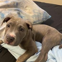 Female Pitbull Puppy Needs a New Home in Saint Paul, mn