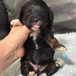 Gorgeous Cavapoo Puppies Available in Campbellsville, ky