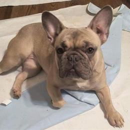 Female French Bulldog Available for Rehoming in Clay, wv