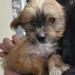 Chinese Crested puppies available, AKC registered, 9 weeks old in Dothan, al