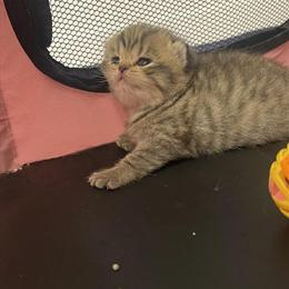 British Shorthair Kittens - Golden and Lilac Chinchilla Colors in Lakeland, fl