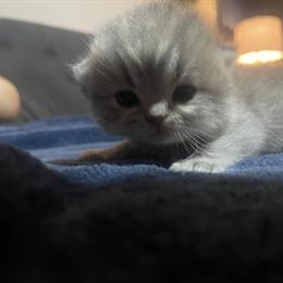 British Shorthair Kittens - Lilac and Golden Colors Available in Lakeland, fl