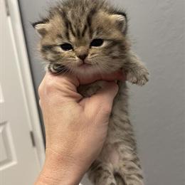 British Shorthair Kittens - Golden and Lilac Chinchilla Colors in Lakeland, fl