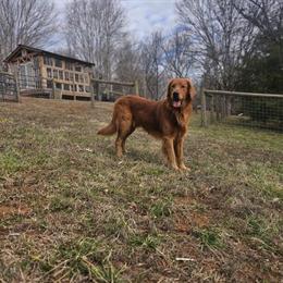 Golden Retriever Stud - AKC Registered and Health Tested in Mocksville, nc