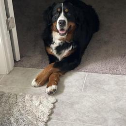 Bernese Mountain Dog Stud - Genetically Health Tested and Clear in Mocksville, nc