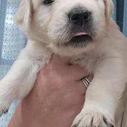 English Cream Available for Stud Services in Mocksville, nc