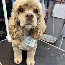 Cocker Spaniel Stud Available for Breeding in Mocksville, nc
