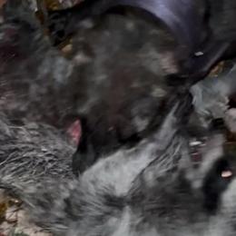 Terrier Cross Puppies from Proven Working Line in Charlotte, nc