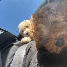 Puppies of Various Breeds Available in Orlando, fl