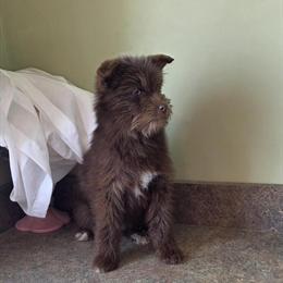 Mini Schnausky Female with Blue Eyes for Adoption in Forest, oh