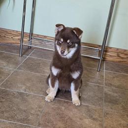 Mini Pomsky Mix - Small and Playful 5-Month-Old Male in Forest, oh