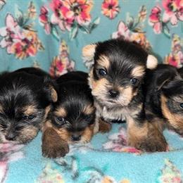 Yorkshire Terrier Puppies Available in Emporia, va