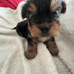 Male Yorkshire Terrier Puppy Available in Emporia, va