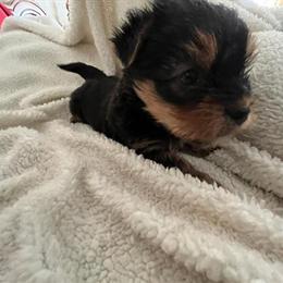 Male Yorkshire Terrier Puppy for Sale in Emporia, va