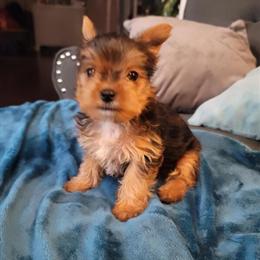 Yorkshire Terrier Puppies Ready for Loving Homes in Radcliff, ky