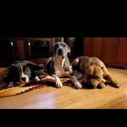 American Bully Puppies Available in Stafford VA in Stafford, va