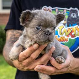 Male French Bulldog Puppy for $5,500 OBO in Murfreesboro, tn