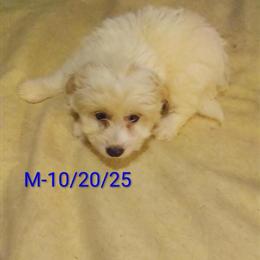 Maltipoos and Dachshunds for Sale in Caldwell, TX in Houston, tx