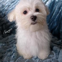 Malshi Puppy 'Sawyer' Ready for His New Home! in Chagrin Falls, oh