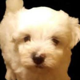 Mini Dachshund and Chiweenies in Caldwell, Texas - $150 to $600 in Houston, tx