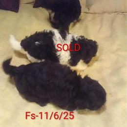 Maltese & Poodle Mix Puppies in Caldwell, Texas in Houston, tx