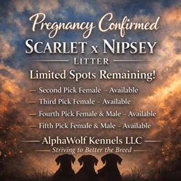 Doberman Puppies from European Litter Available in Zephyrhills, fl