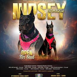 European Doberman Stud Services Available in Zephyrhills, fl