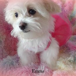 Malshi Puppies Ready for New Homes - Meet Emma! in Chagrin Falls, oh