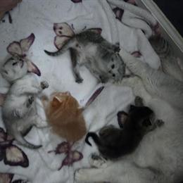 Scottish Fold Kittens Available - Rare Orange Fold Boy in Charlotte, nc