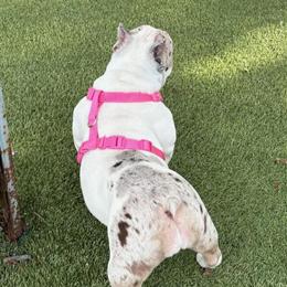 Female Bully - 11 Months Old, UTD on Shots in Orlando, fl
