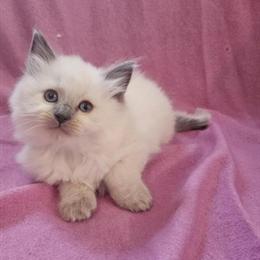 Ragdoll Kittens Available Soon in Bolingbrook, il
